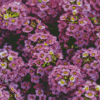 Alyssum Diamond Painting