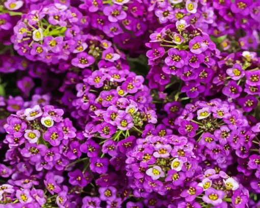 Alyssum Diamond Painting