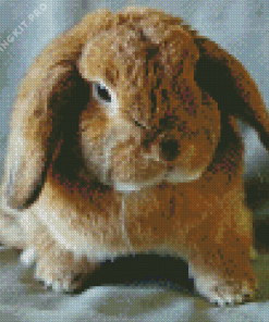 Holland Lop Animal Diamond Painting