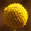 Billy Buttons Diamond Painting