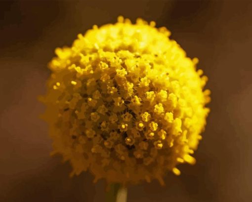 Billy Buttons Diamond Painting