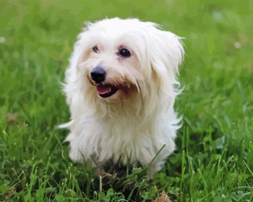 Coton Tulear Diamond Painting