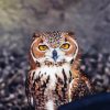 Eagle Owl Diamond Painting