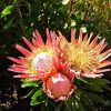 King Protea Diamond Painting