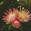 King Protea Diamond Painting