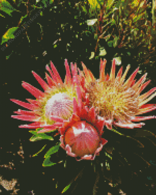 King Protea Diamond Painting