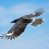 Pied Currawong Diamond Painting