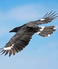 Pied Currawong Diamond Painting