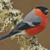 Bullfinch Bird Diamond Painting