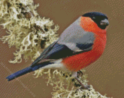 Bullfinch Bird Diamond Painting