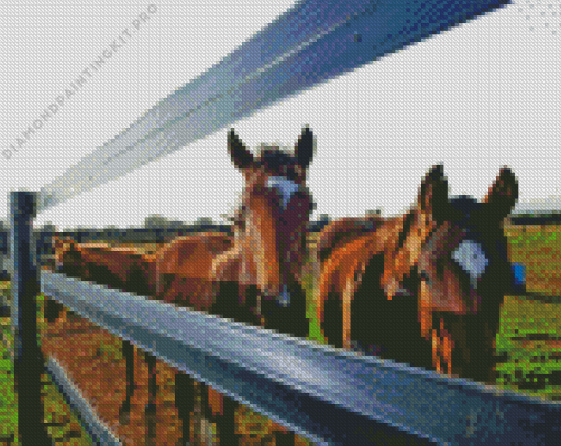 Close Up Horses Diamond Painting