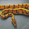 Orange Ball Python Diamond Painting