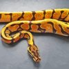 Orange Ball Python Diamond Painting