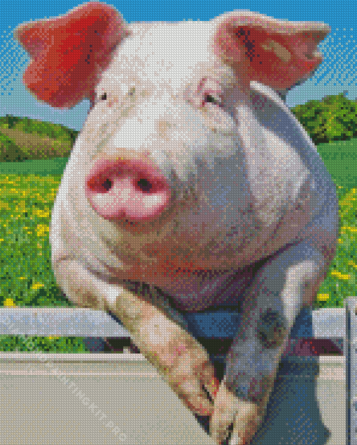 Pig Diamond Painting