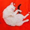 Sleepy White Cat Diamond Painting