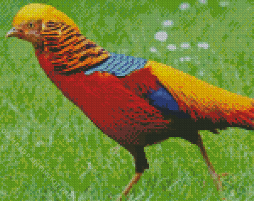 The Golden Pheasant Bird Diamond Painting