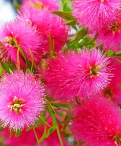 Pink Bottle Brush Flowers Diamond Painting