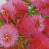 Pink Bottle Brush Flowers Diamond Painting