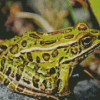Swamp Frog Diamond Painting