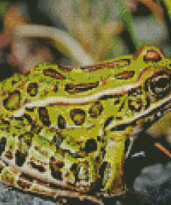 Swamp Frog Diamond Painting