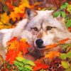 Wolf With Autumn Leaves Diamond Painting