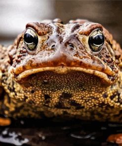 Angry Toad Animal Diamond Painting