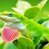 Anole Lizard Reptile Diamond Painting