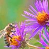 Bee on Purple Flowers Diamond Painting