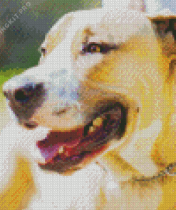 Beige Bull Arab Dog Diamond Painting