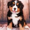 Bernese Mountain Puppy Diamond Painting