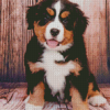 Bernese Mountain Puppy Diamond Painting