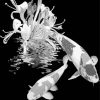 Black and White Koi Fishes Diamond Painting