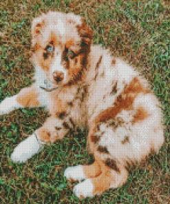 Blonde Mini Aussie Diamond Painting