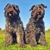 Bouvier Des Flandres Dogs Diamond Painting