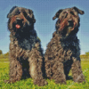 Bouvier Des Flandres Dogs Diamond Painting