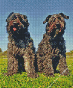 Bouvier Des Flandres Dogs Diamond Painting