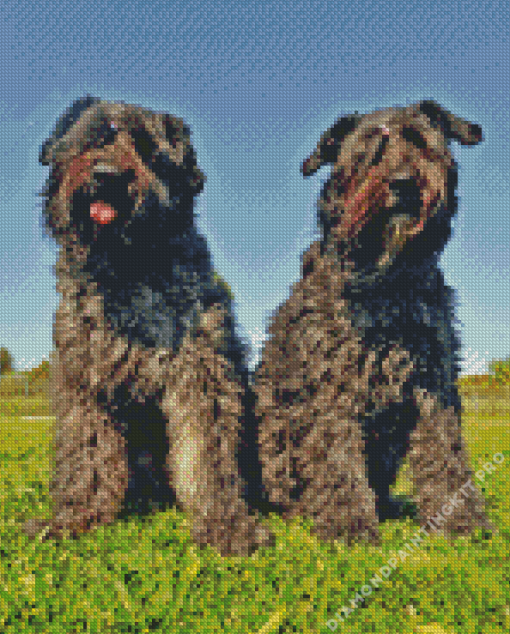 Bouvier Des Flandres Dogs Diamond Painting