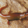 Brown Salamander Diamond Painting