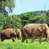 Elephants in Thailand Jungle Diamond Painting