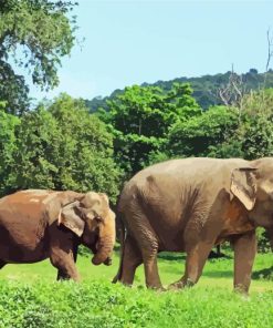 Elephants in Thailand Jungle Diamond Painting