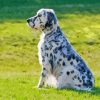 English Setter Diamond Painting