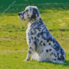 English Setter Diamond Painting