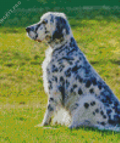 English Setter Diamond Painting