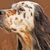 English Setter Head Side View Diamond Painting