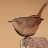 English Wren Diamond Painting