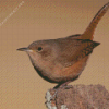 English Wren Diamond Painting