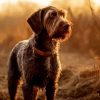 German Wirehaired Breed Diamond Painting