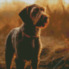 German Wirehaired Breed Diamond Painting