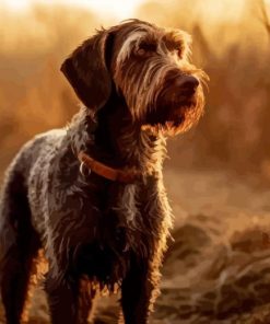 German Wirehaired Breed Diamond Painting