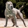 Grey American Bully Dog Diamond Painting